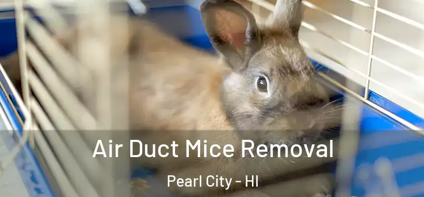  Air Duct Mice Removal Pearl City - HI